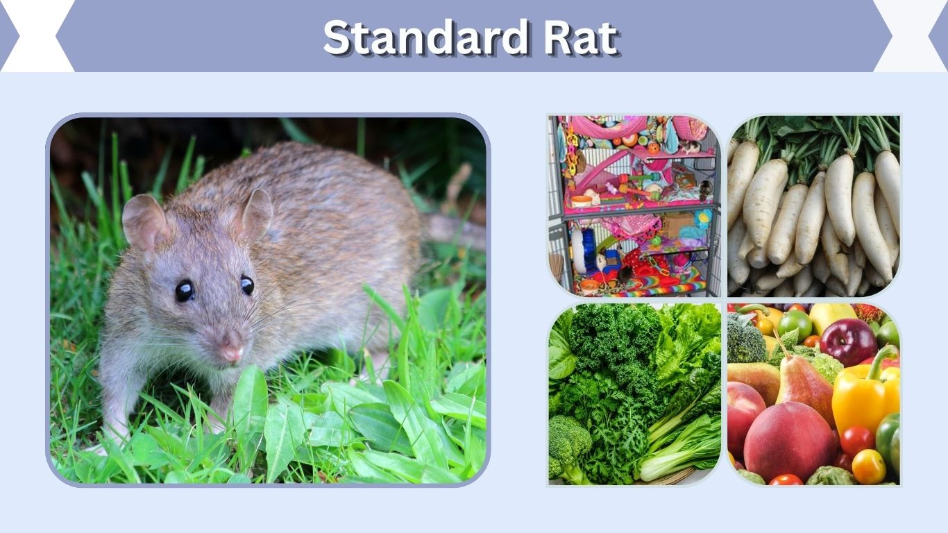 Standard Rat: Size, Lifespan, Care, Diet, and Facts