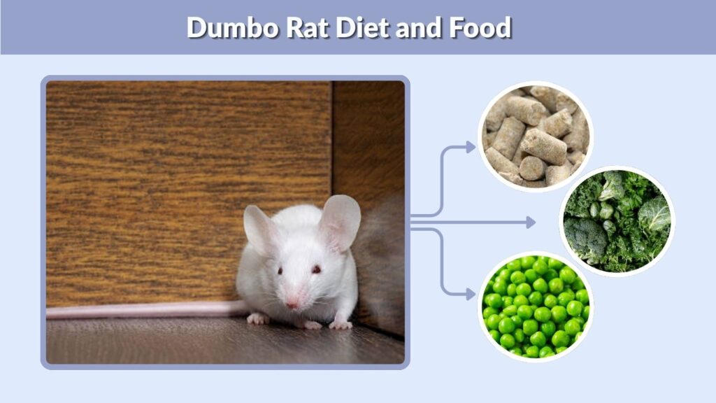 Dumbo Rat Diet and Food