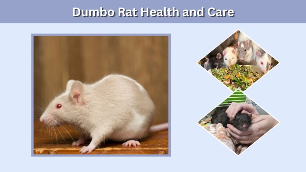 Dumbo Rat Health and Care