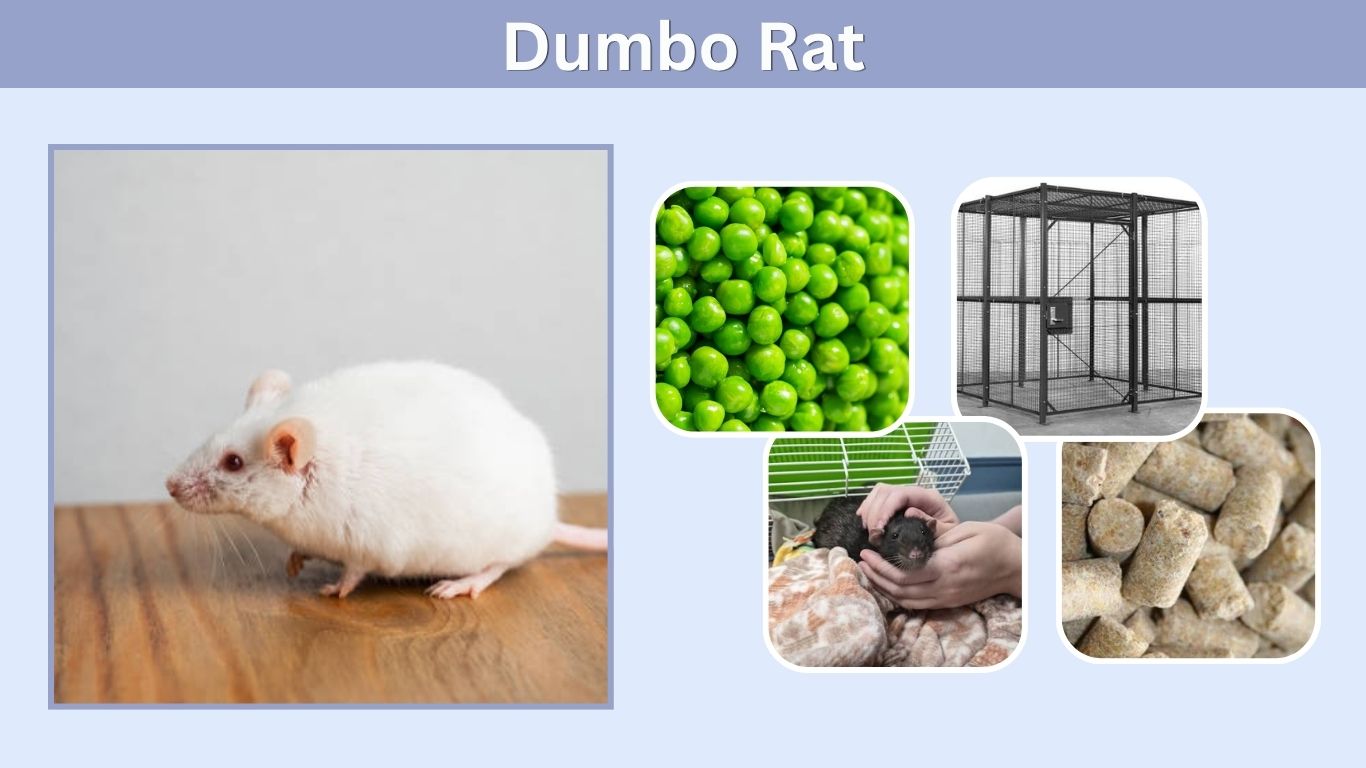 Dumbo Rat: Care, Lifespan, Size, Cage, Diet & Pet Guide