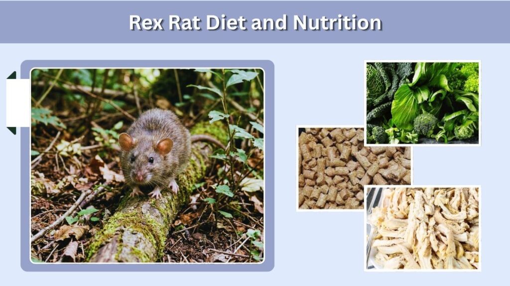 Rex Rat Diet and Nutrition
