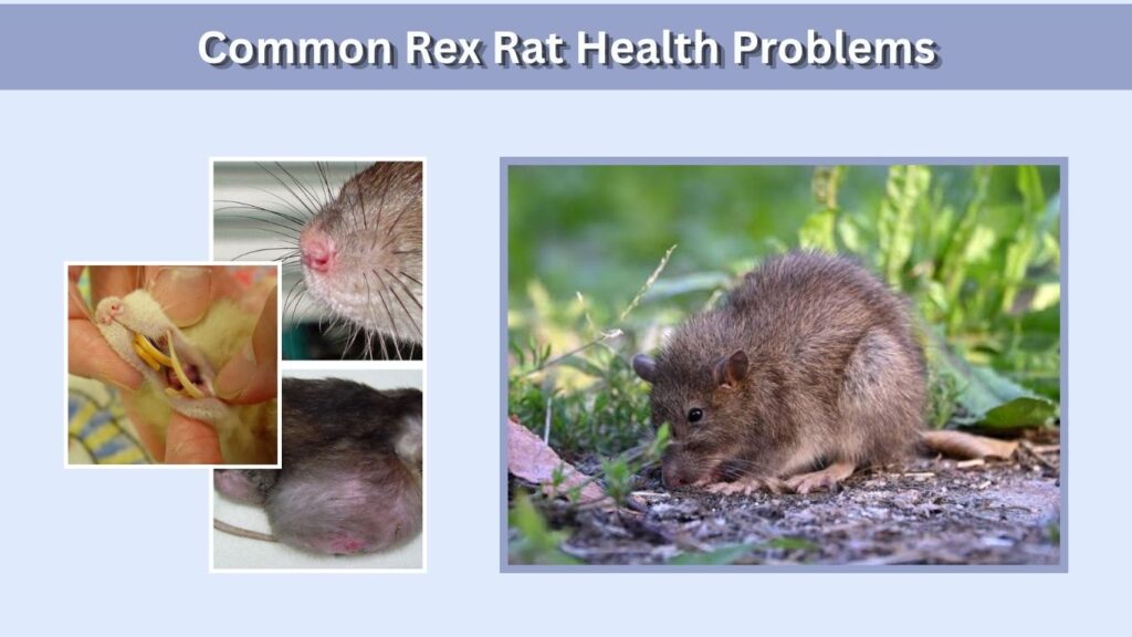 Common Rex Rat Health Problems