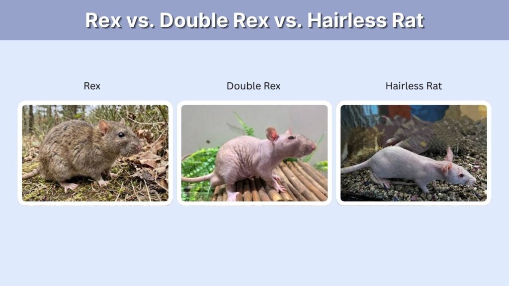 Rex vs. Double Rex vs. Hairless Rat