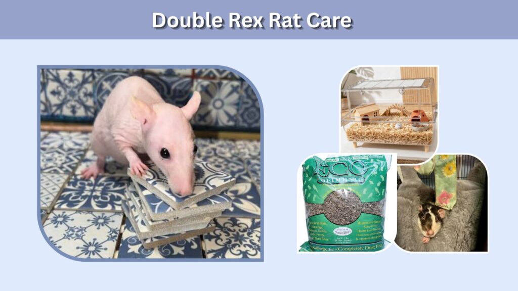 Double Rex Rat Care
