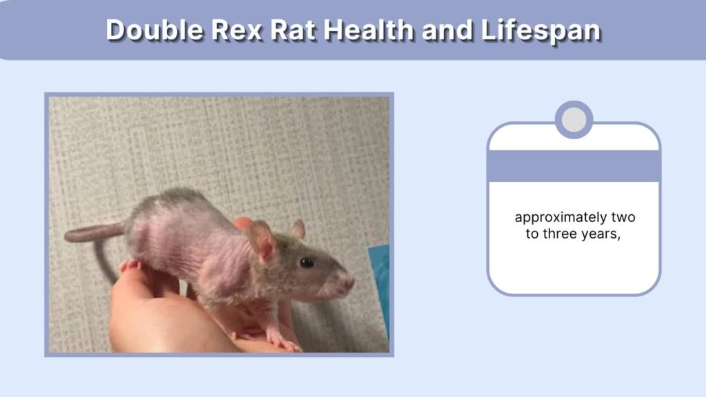 Double Rex Rat Health and Lifespan