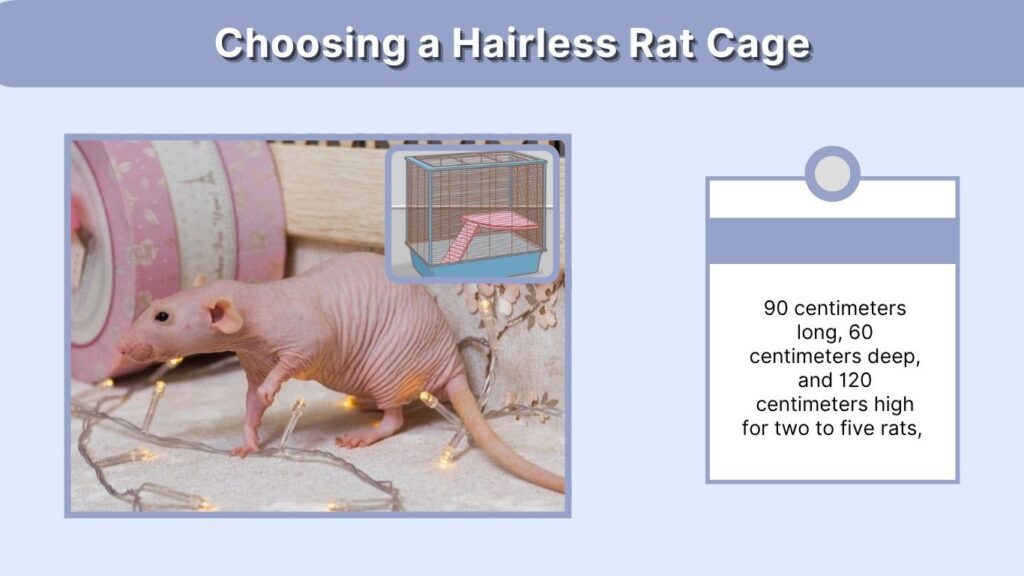 Choosing a Hairless Rat Cage