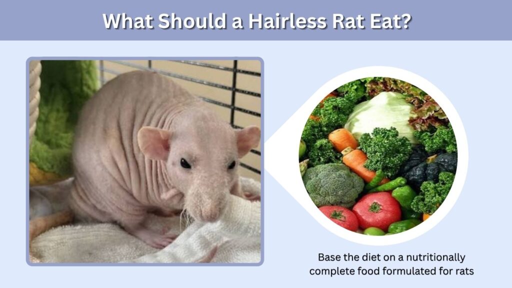 What Should a Hairless Rat Eat?