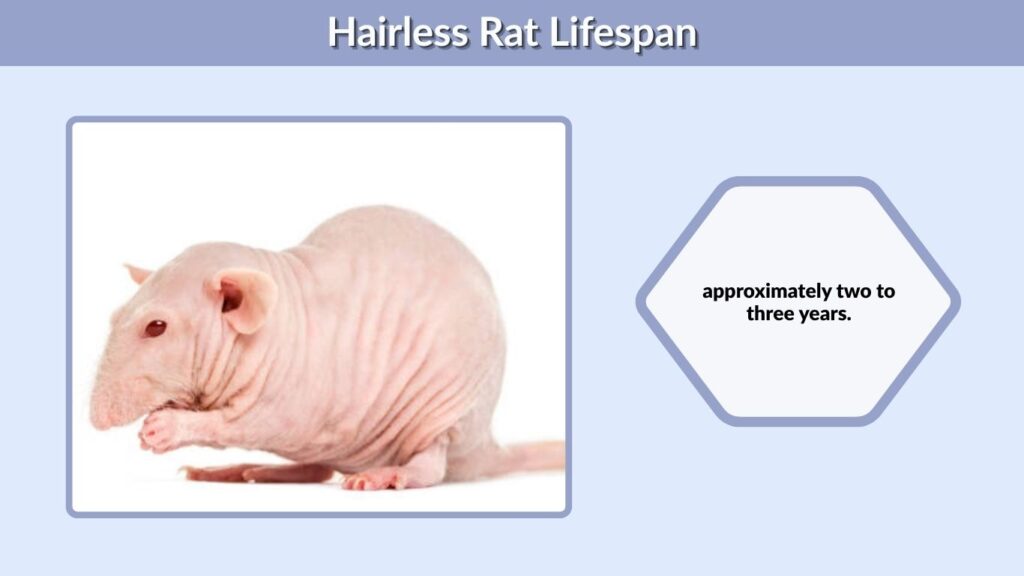 Hairless Rat Lifespan