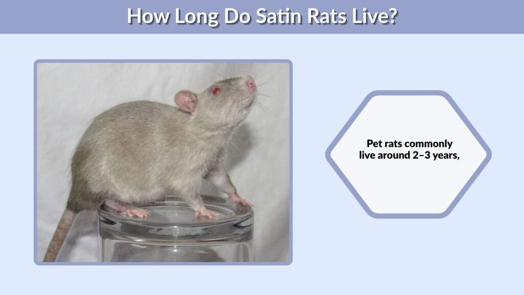 How Long Do Satin Rats Live?