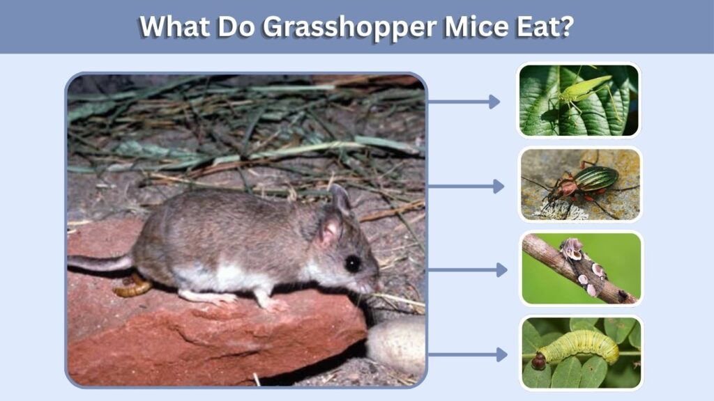 What Do Grasshopper Mice Eat?