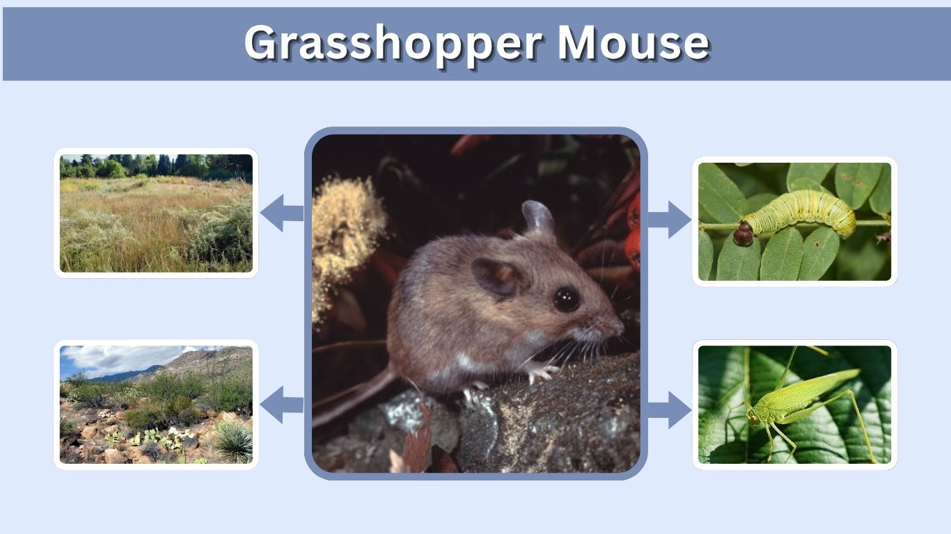 Grasshopper Mouse: Facts, Diet, Habitat & Behavior