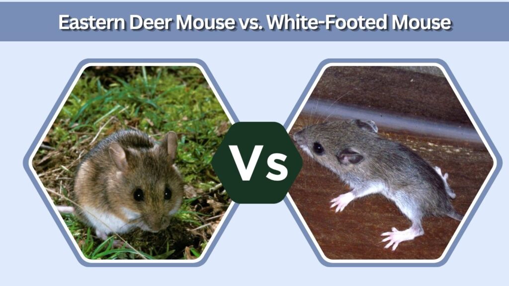 Eastern Deer Mouse vs. White-Footed Mouse