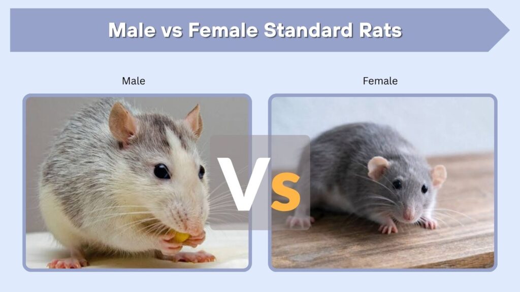 Male vs Female Standard Rats