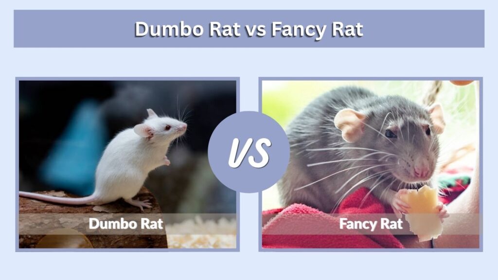 Dumbo Rat vs Fancy Rat