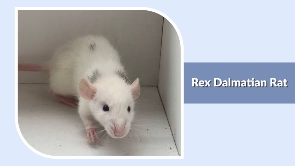 Rex Dalmatian Rat