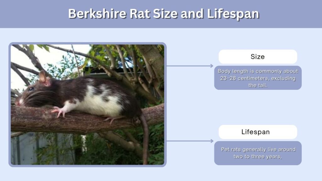 Berkshire Rat Size and Lifespan