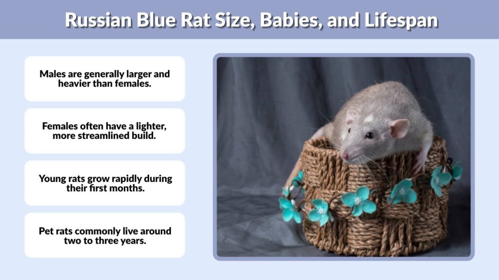 Russian Blue Rat Size, Babies, and Lifespan