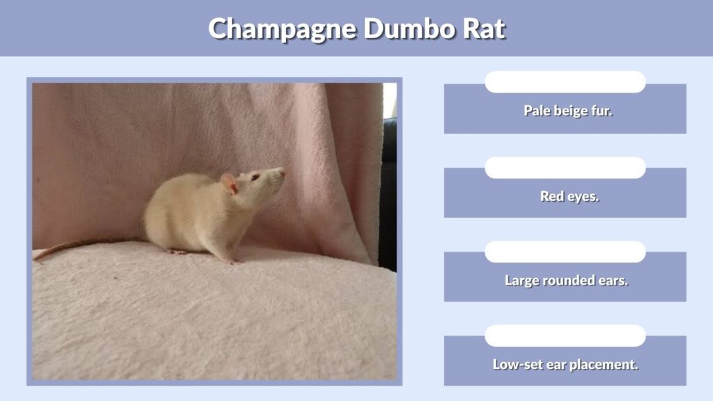 Champagne Dumbo Rat