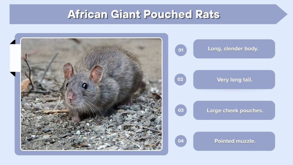 African Giant Pouched Rats