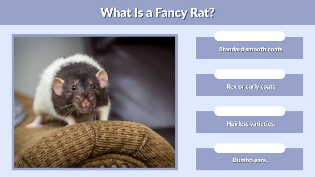 What Is a Fancy Rat?