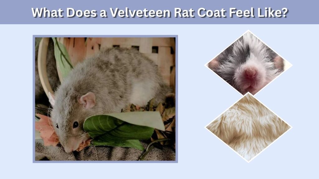What Does a Velveteen Rat Coat Feel Like?