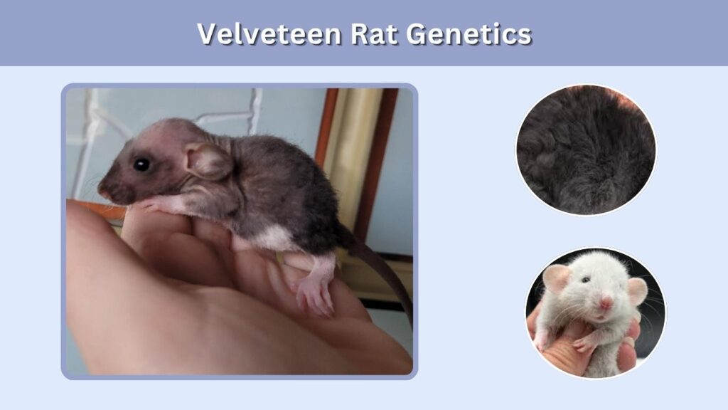 Velveteen Rat Genetics