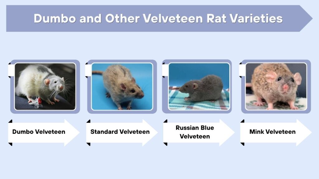 Dumbo and Other Velveteen Rat Varieties