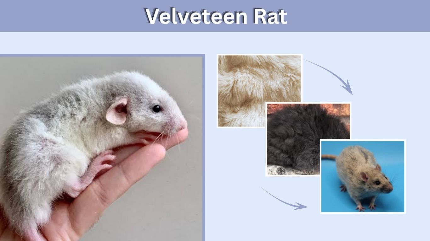 Velveteen Rat: Coat, Genetics, Care & Key Facts