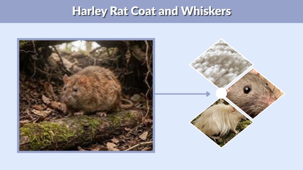 Harley Rat Coat and Whiskers