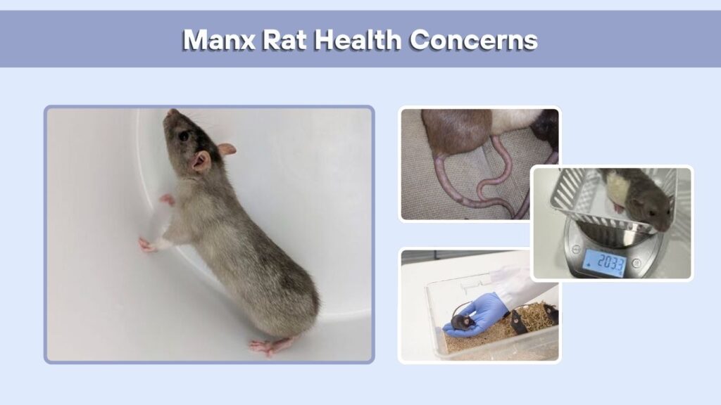 Manx Rat Health Concerns