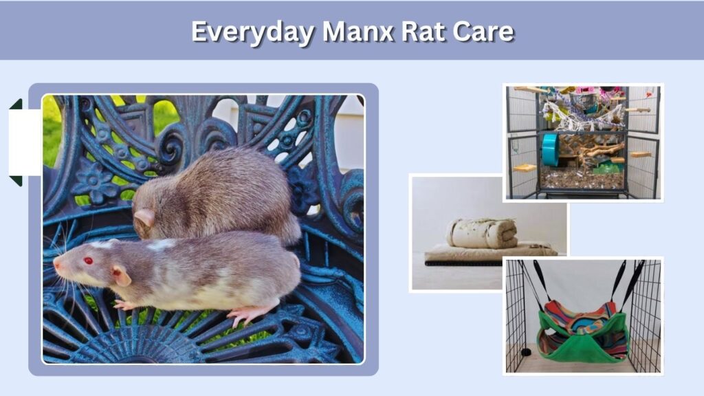 Everyday Manx Rat Care