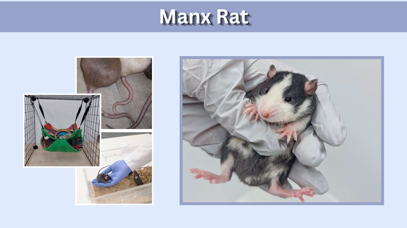 Manx Rat: Appearance, Care, Health, Lifespan and Costs
