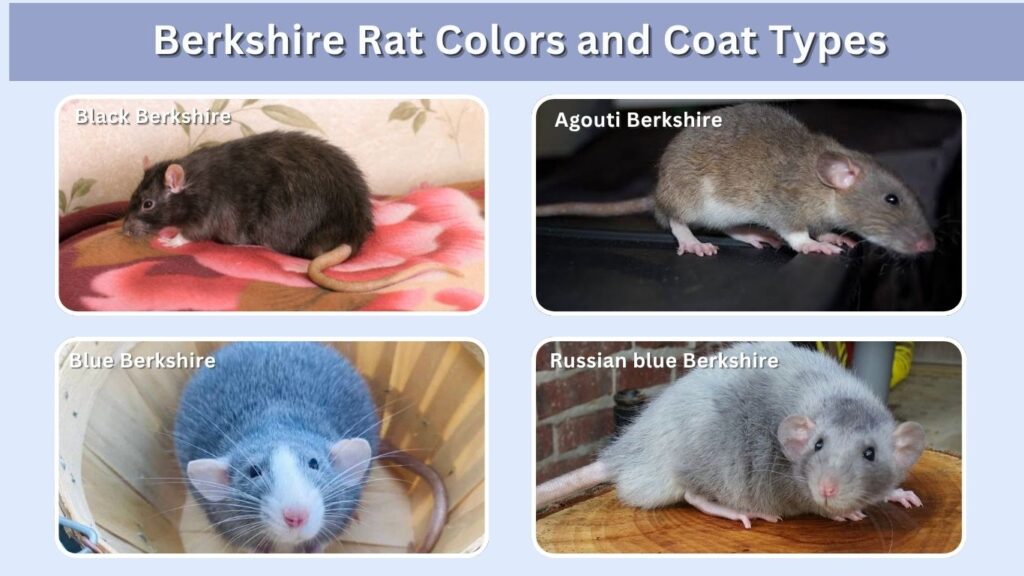 Berkshire Rat Colors and Coat Types