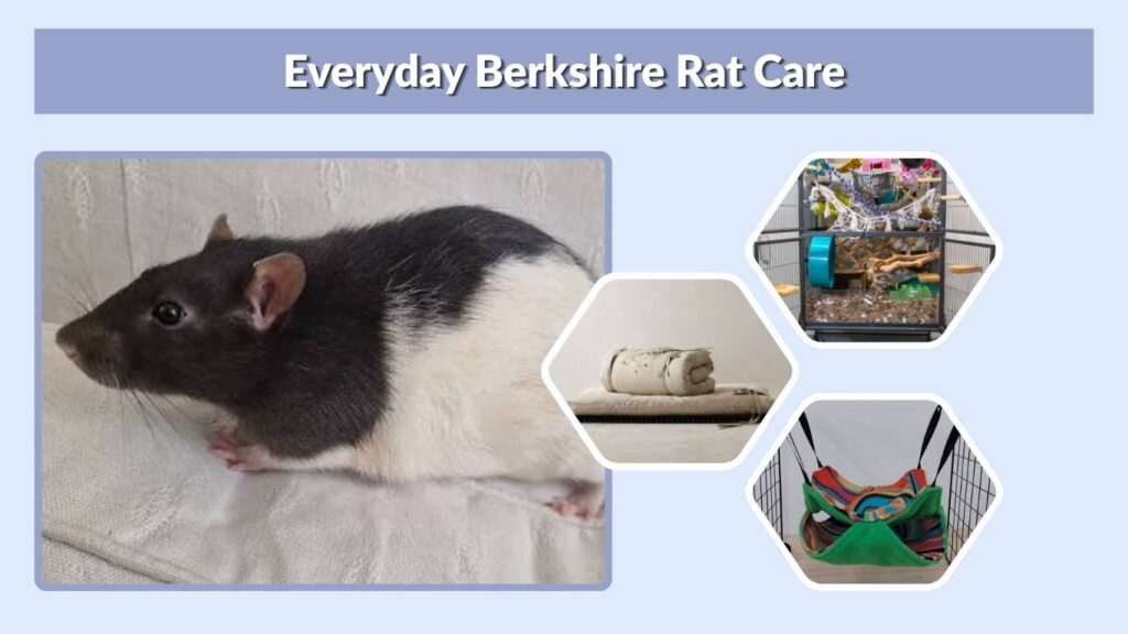 Everyday Berkshire Rat Care
