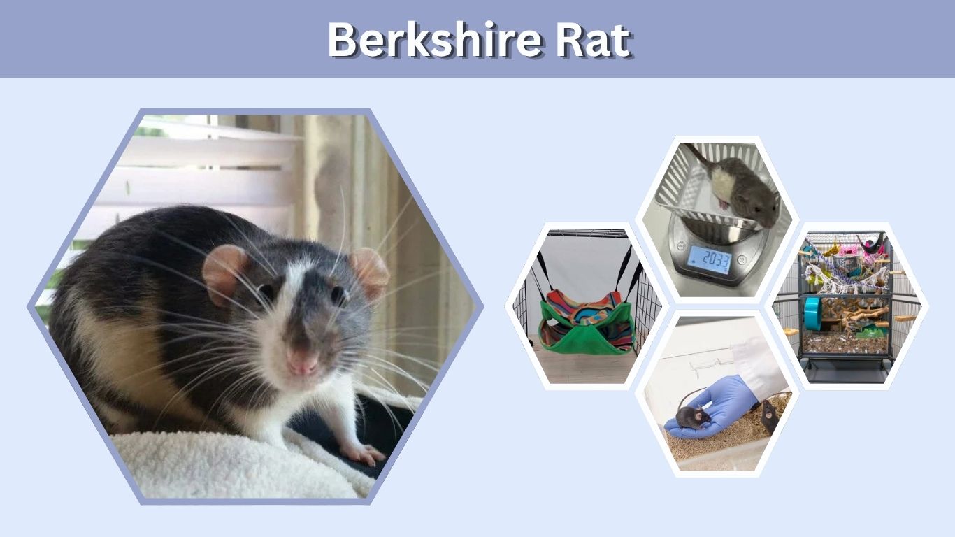 Berkshire Rat: Markings, Colors, Size, Lifespan and Pet Care
