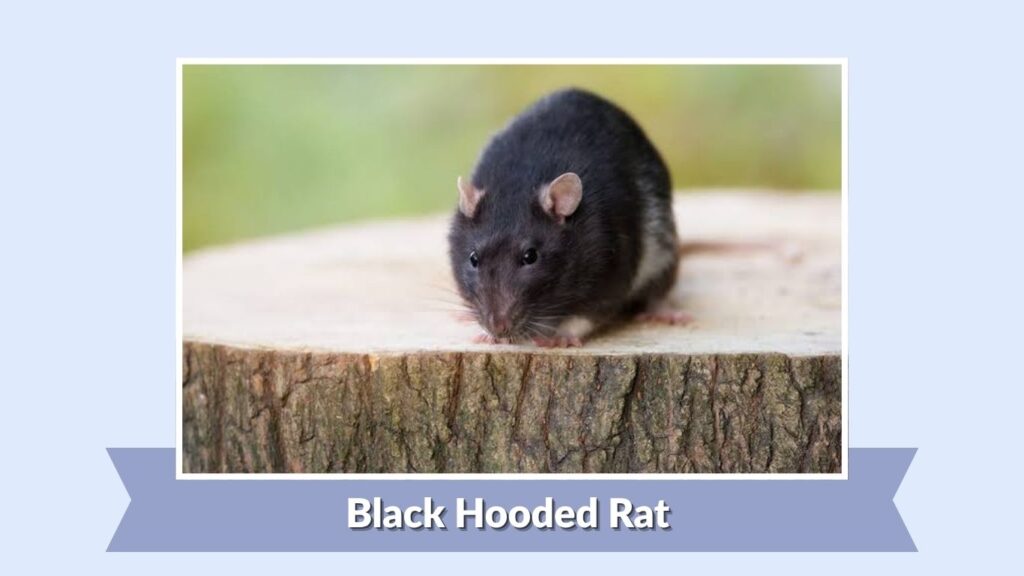 Black Hooded Rat