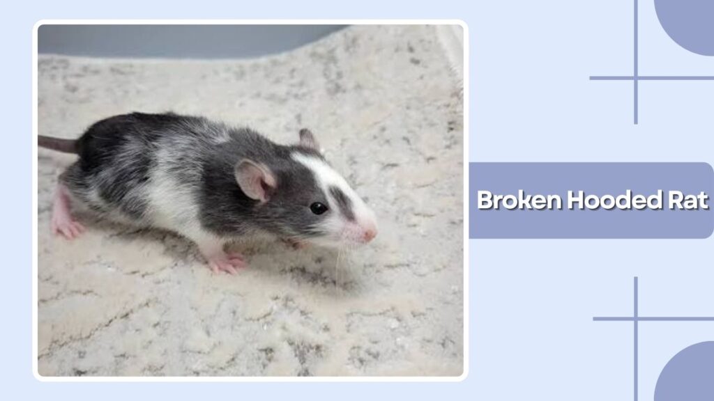 Broken Hooded Rat