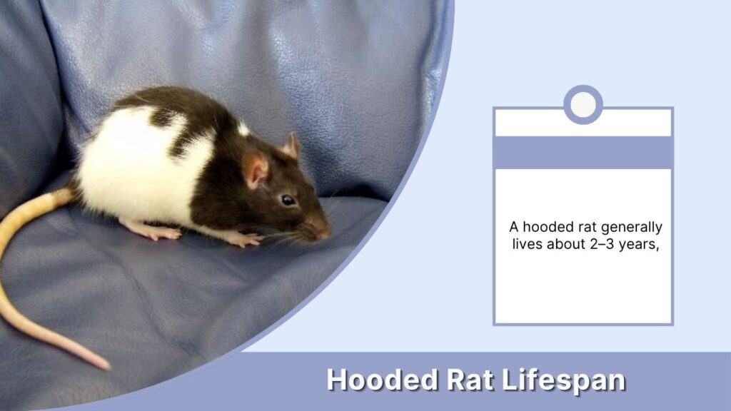 Hooded Rat Lifespan