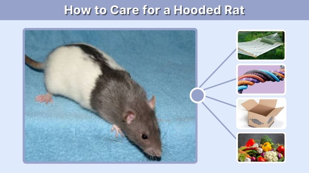 How to Care for a Hooded Rat