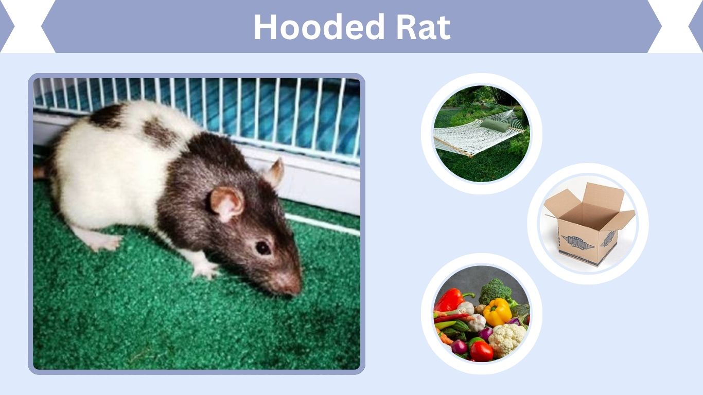 Hooded Rat: Colors, Lifespan, Care, Temperament & Facts