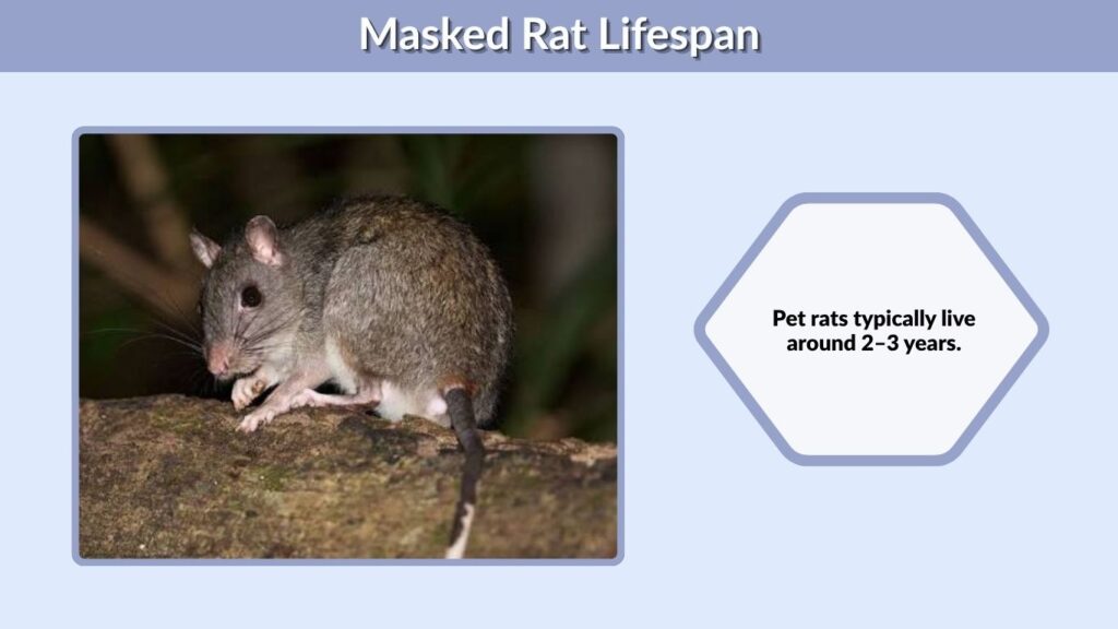 Masked Rat Lifespan