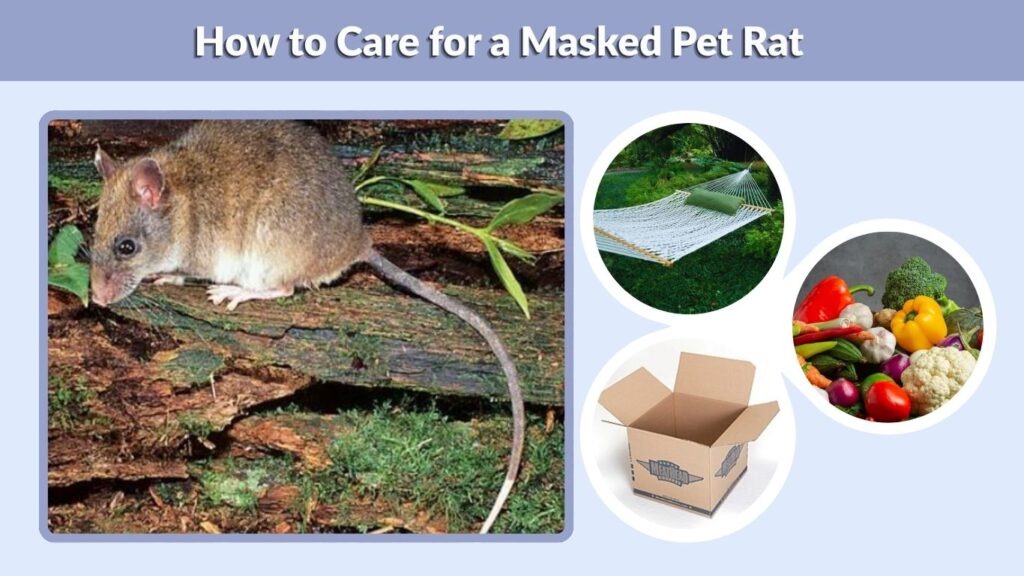 How to Care for a Masked Pet Rat