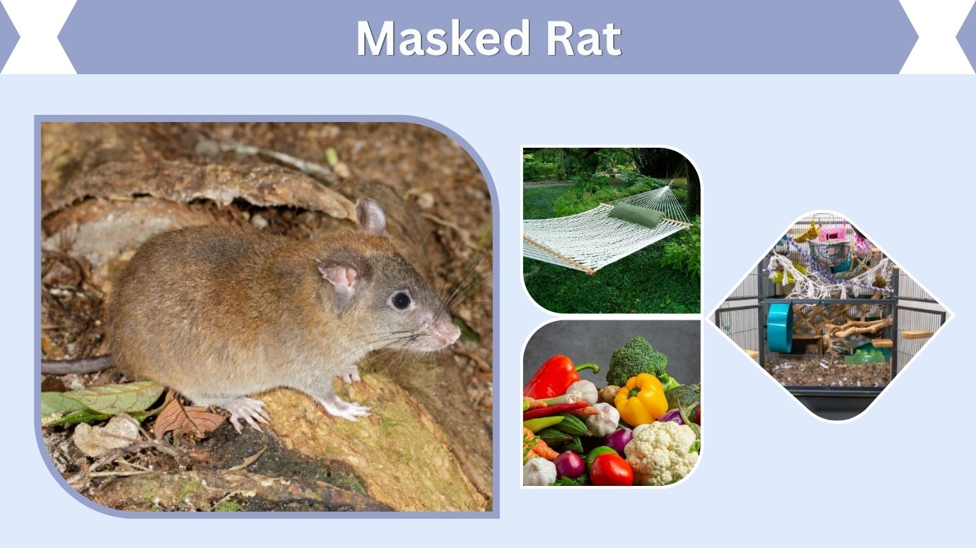Masked Rat: Colors, Care, Lifespan & Facts
