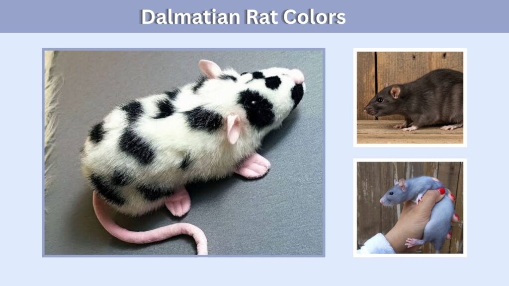 Dalmatian Rat Colors