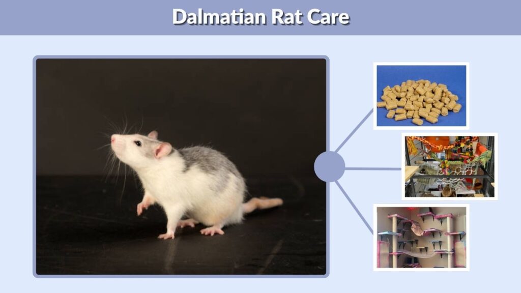 Dalmatian Rat Care