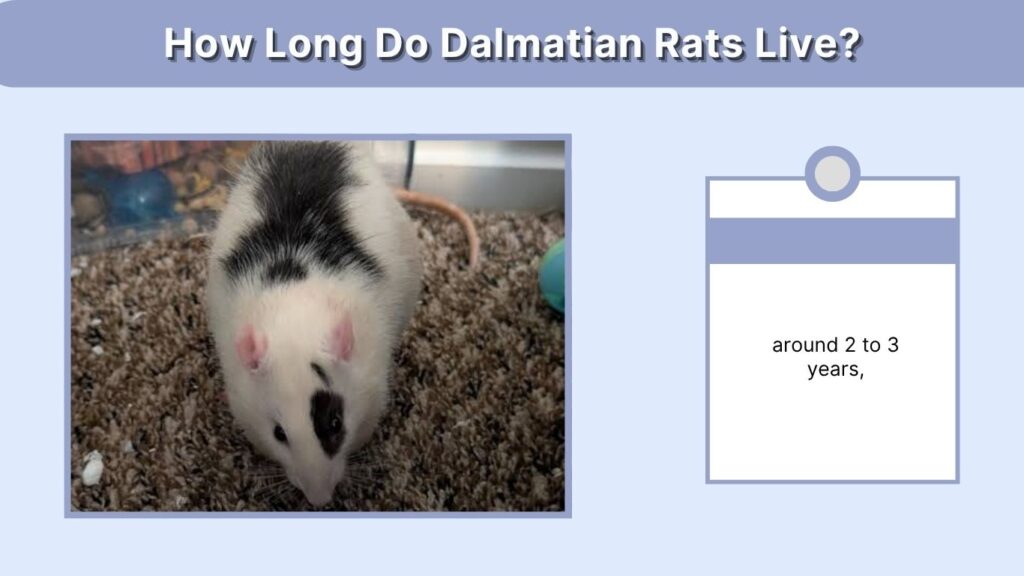 How Long Do Dalmatian Rats Live?