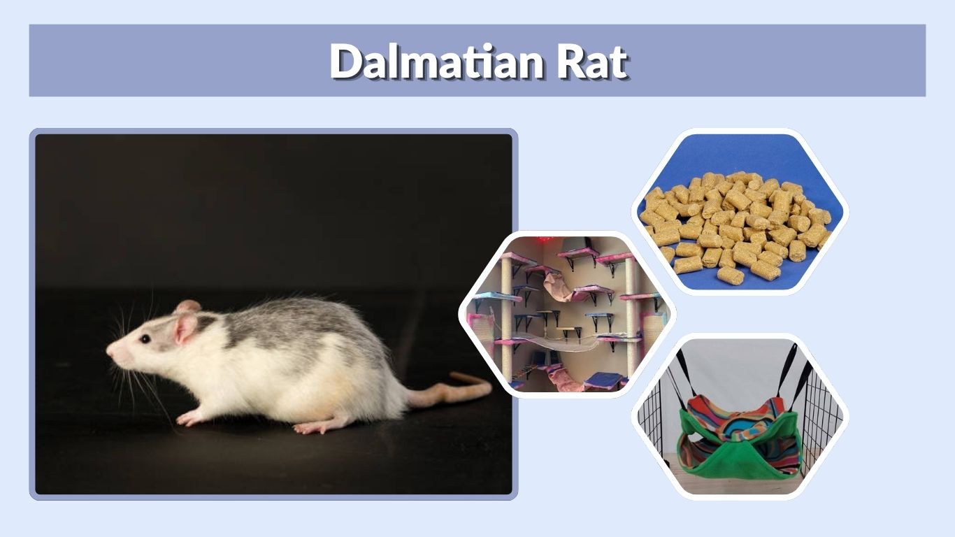 Dalmatian Rat: Appearance, Genetics, Care, Lifespan & Facts