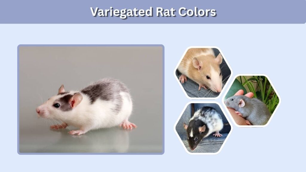 Variegated Rat Colors