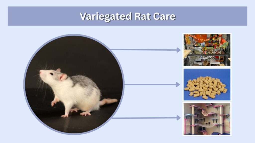 Variegated Rat Care