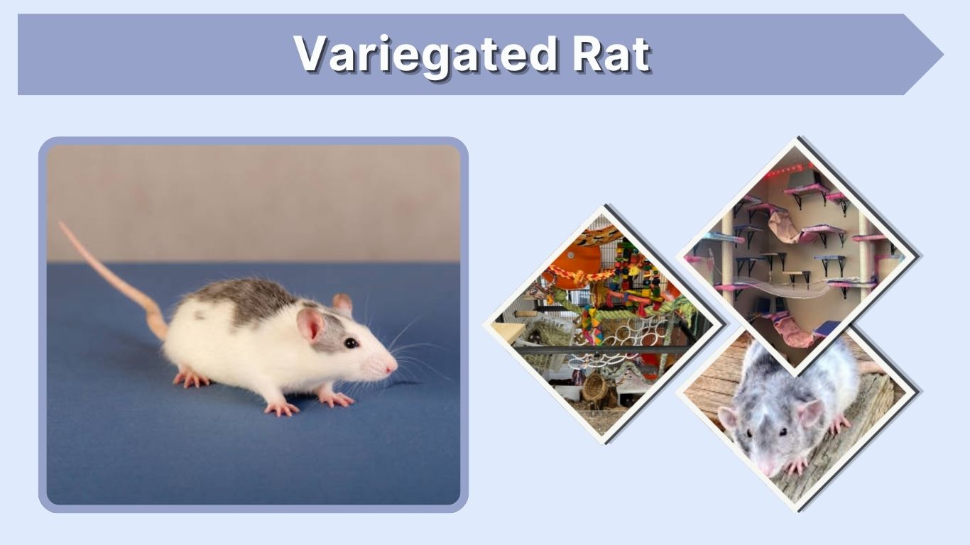 Variegated Rat: Colors, Markings, Genetics, Care & Facts